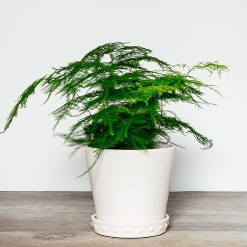 Projekt bez nazwy.jpg