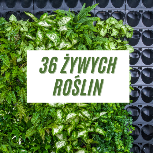 36 żywych roślin.png